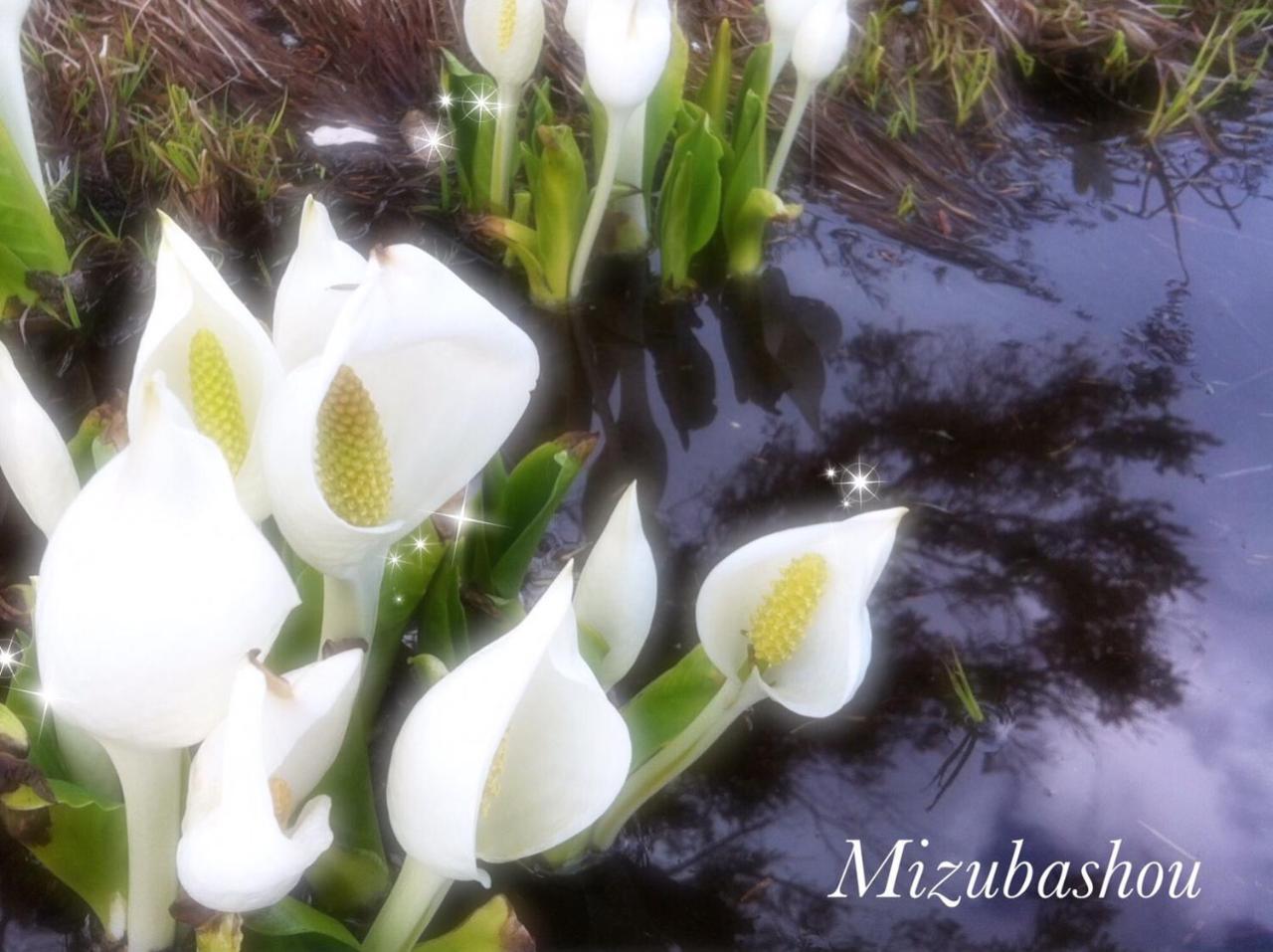 Pension Wildflowers Tateshina  Exterior photo